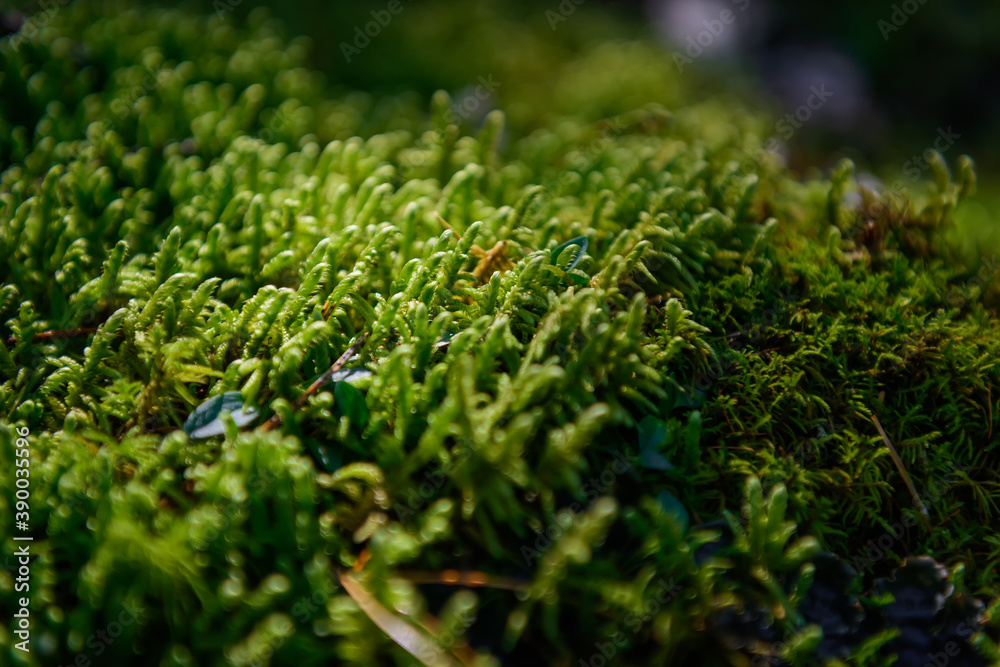 Soft green wet moss carpet the ground, selective focus. Grassy undergrowth in sunlight, close-up. Plant background.