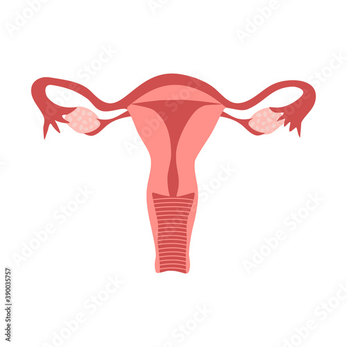 Human uterus concept vector illustration on white background. Female gynecology internal organ flat design. 