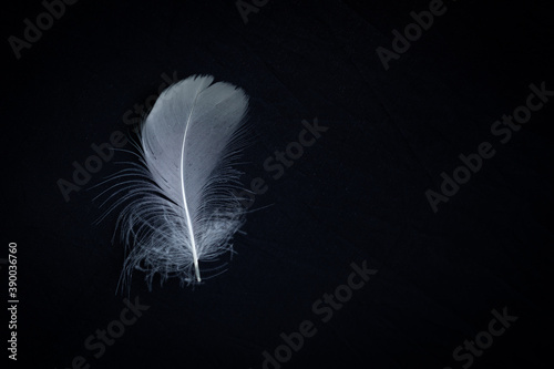 White feather on black background photo