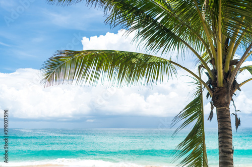 Tropical coconut tree at beach and white sand in summer season with sun light blue sky.