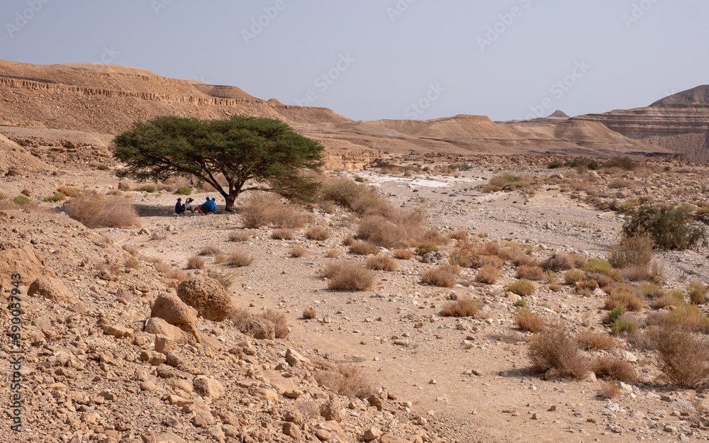 Tourists resting in the shade of a large acacia tree on a hiking trail in wadi Zafit, remote part of Negev desert, Israel. Desert landscape with limestone mountains, sandy hills and rock formations. Tourists resting in the shade of a large acacia tree on a hiking trail in wadi Zafit, remote part of Negev desert, Israel. Desert landscape with limestone mountains, sandy hills and rock formations.