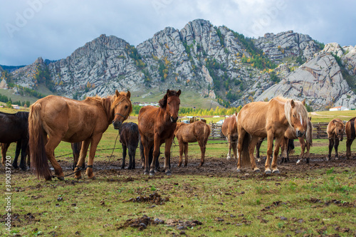 Herd of horses on mountains meadows of mongolian Altai