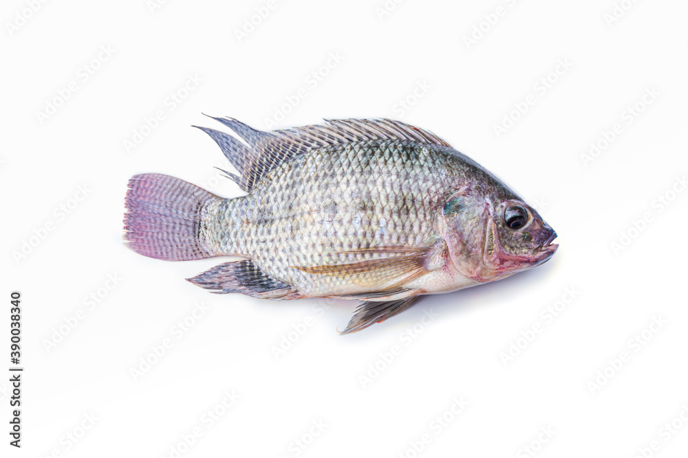 Fresh tilapia fish isolated on the white background Fresh tilapia fish isolated on the white background