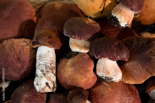 A pile of noble forest mushrooms boletus and red cap boletus, top view