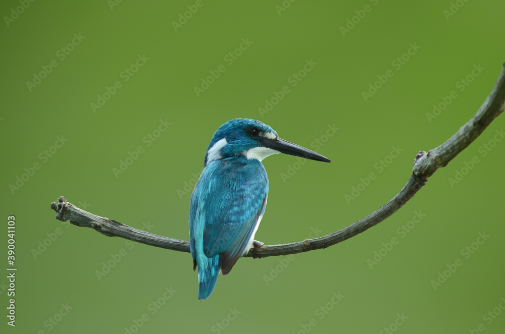 Fototapeta premium Small blue king fisher on stalk with green background nature 