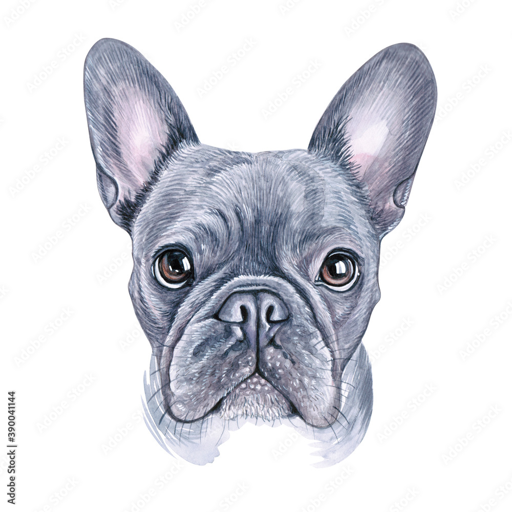 Watercolor illustration of a funny dog. Hand made character. Portrait cute dog isolated on white background. Watercolor hand-drawn illustration. Popular breed dog. french bulldog