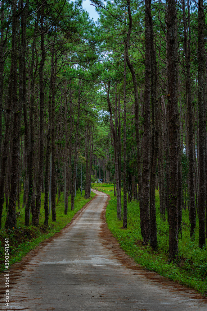 Naklejka premium Beautiful larch forest with different trees,pine forest green on the mountain on nature trail at Doi Bo Luang Forest Park, Chiang Mai, Thailand in the morning.