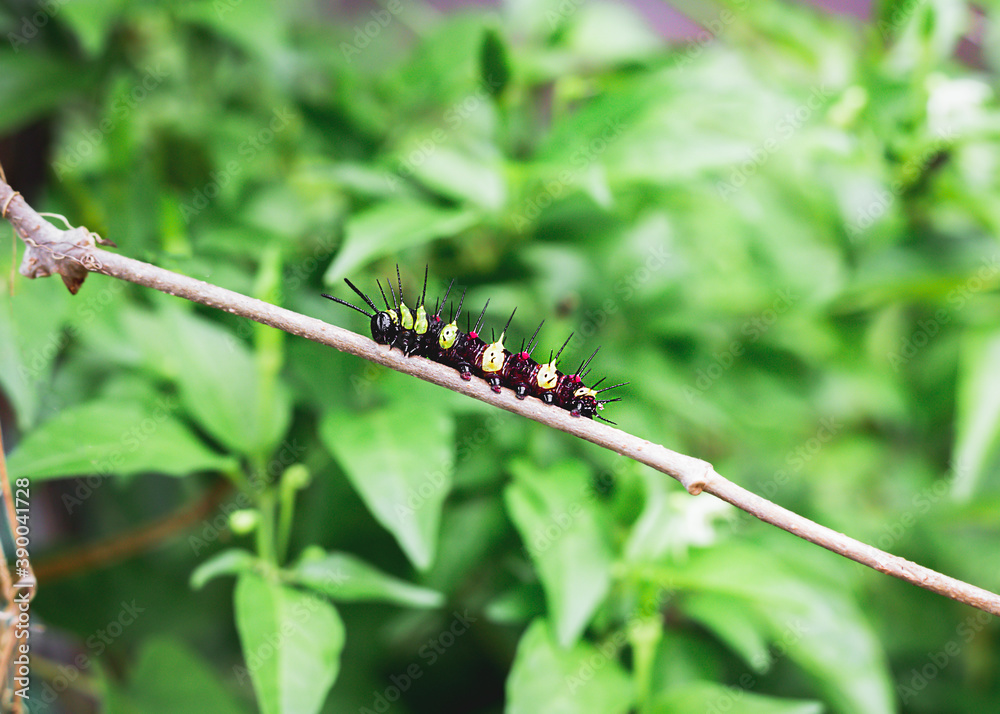 A black caterpillar waiting to be transformed into a butterfly.