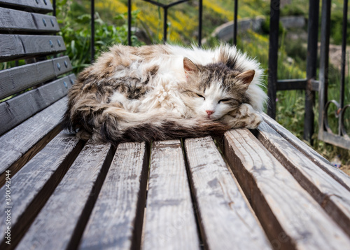 Homeless grey cat sleeping on a bench