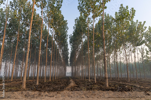 hybrid poplar tree in rural punjab, India