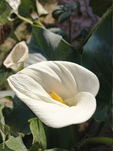 white flower 2