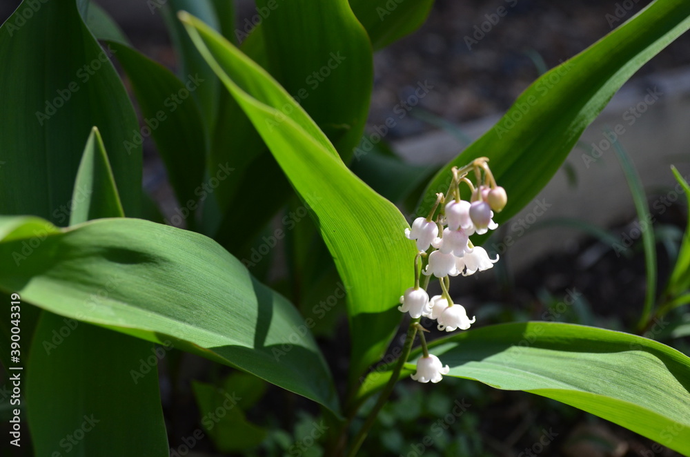 Obraz premium Цветы, природа