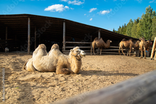 white camel lies on the sand on the farm in the background of other camels
