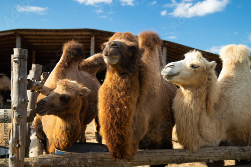 three camels on the farm with two humps