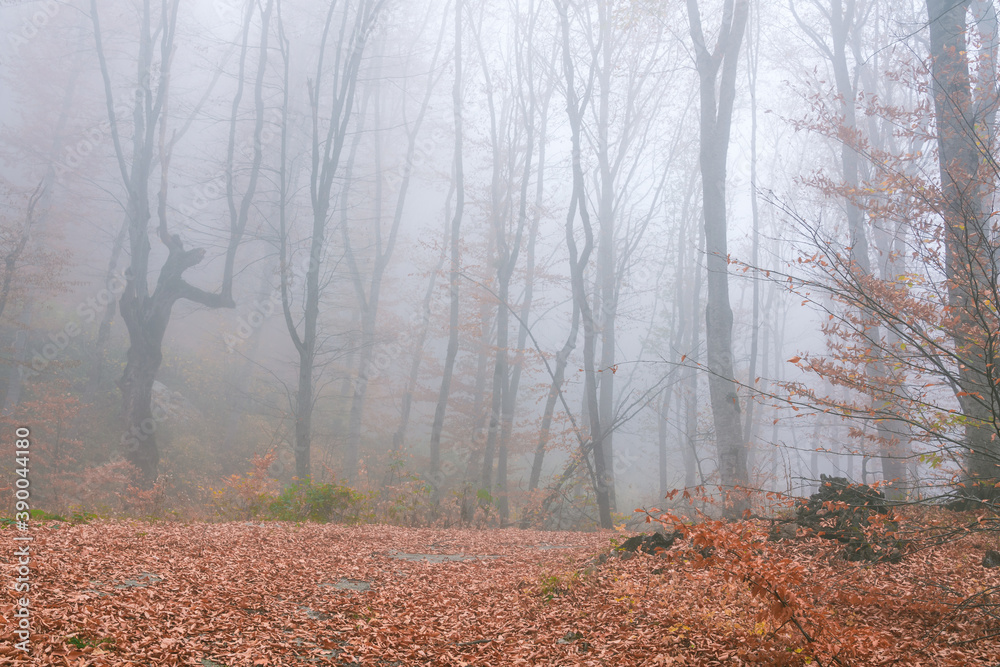 Obraz premium Mysterious autumn forest in foggy weather