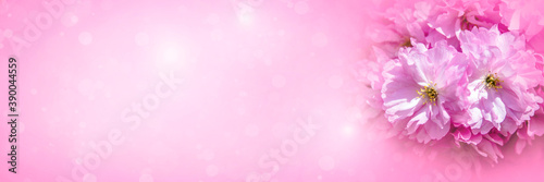 Banner-Japanese cherry blossoms on a pink background