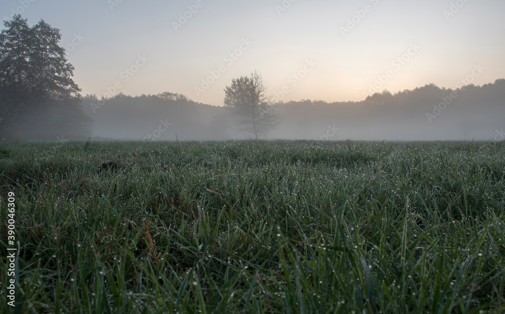 Early morning in a meadow near Warsaw, Poland. The grass is covered with shiny drops of cold dew. Selective focus on the meadow, blurred background. Early morning in a meadow near Warsaw, Poland. The grass is covered with shiny drops of cold dew. Selective focus on the meadow, blurred background.