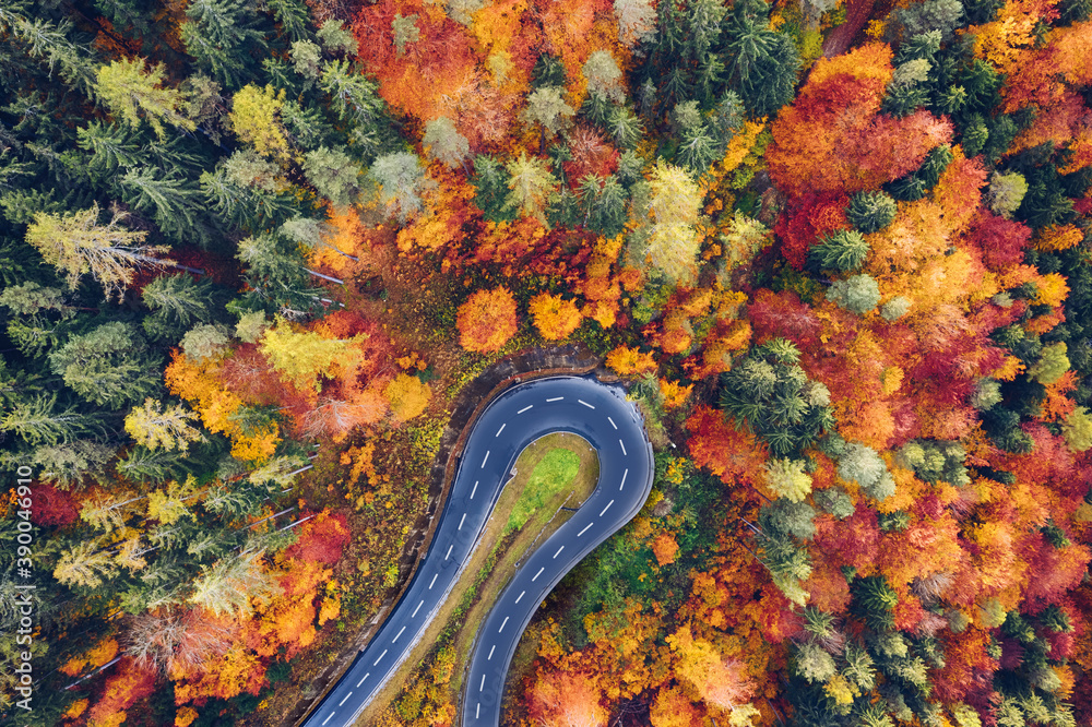 Aerial view of forest and trees in autumn with a tight curve of a mountain road - obrazy, fototapety, plakaty 