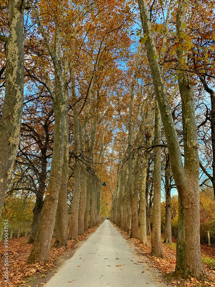 Fototapeta premium Landscape photography of tree alley in autumn season
