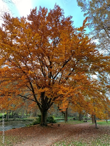 Landscape photography of tree alley in autumn season