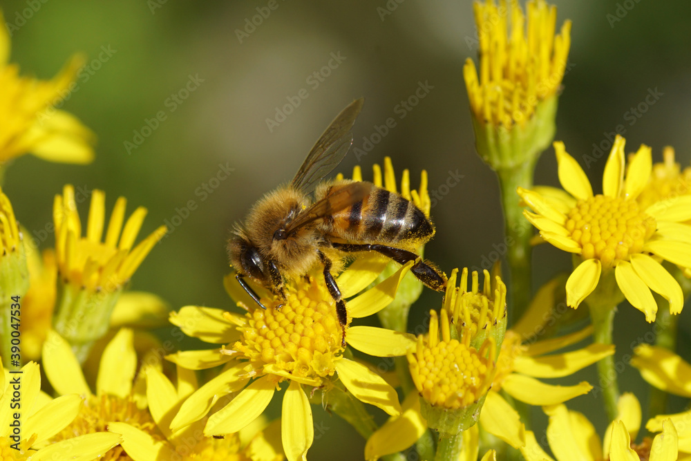 Western honey bee or European honey bee (Apis mellifera) on the flowers of common ragwort (Jacobaea vulgaris). Family Mints (Asteraceae or Compositae). July, in a Dutch garden. Western honey bee or European honey bee (Apis mellifera) on the flowers of common ragwort (Jacobaea vulgaris). Family Mints (Asteraceae or Compositae). July, in a Dutch garden.