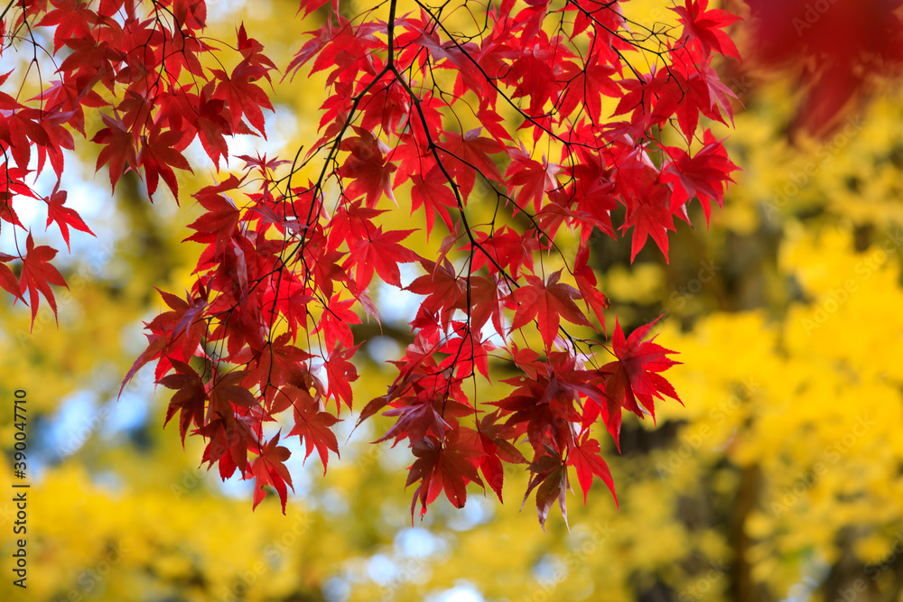 秋の紅葉 秋田県 角館 秋の紅葉 秋田県 角館