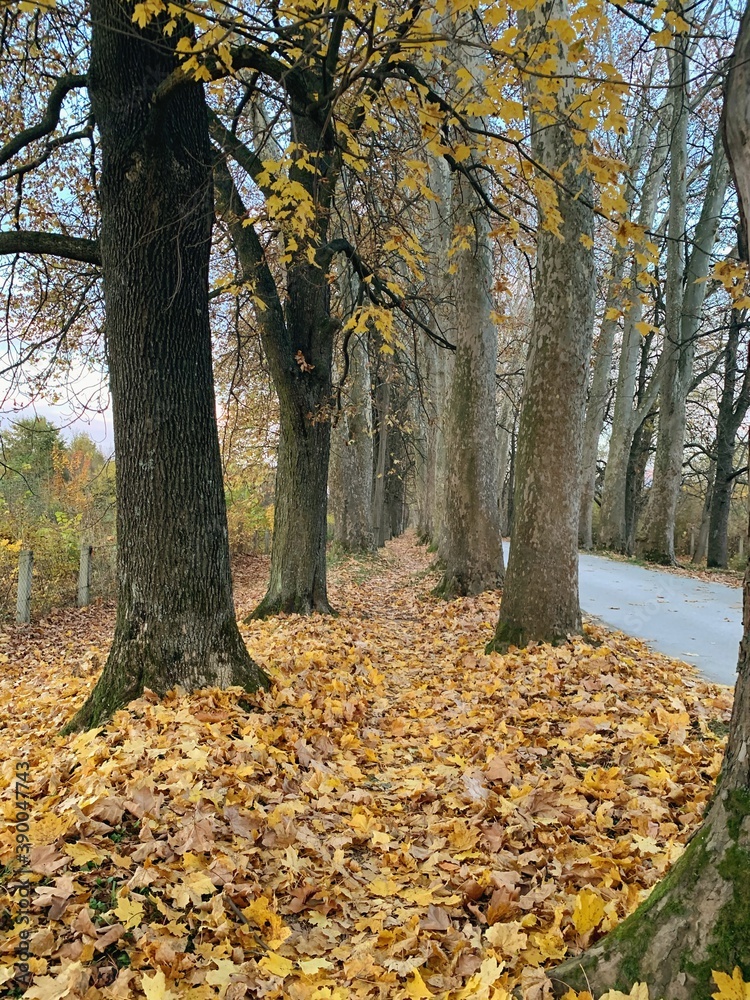 Landscape photography of tree alley in autumn season Landscape photography of tree alley in autumn season