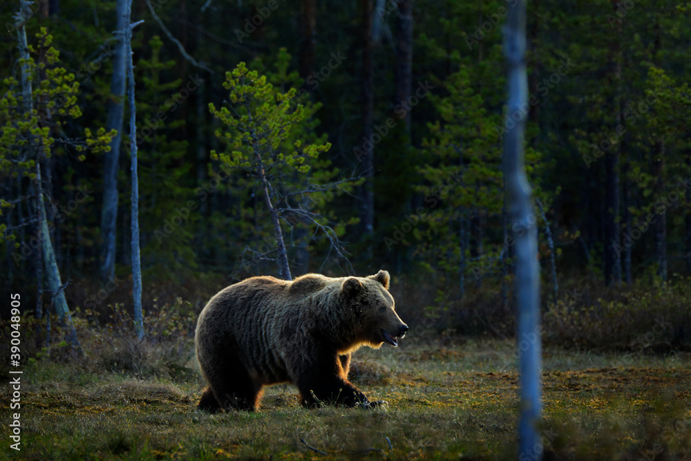 Bear hidden in yellow forest. Autumn trees with bear. Beautiful brown bear walking around lake, fall colours. Big danger animal in habitat. Wildlife scene from nature, Finaland. Bear hidden in yellow forest. Autumn trees with bear. Beautiful brown bear walking around lake, fall colours. Big danger animal in habitat. Wildlife scene from nature, Finaland.