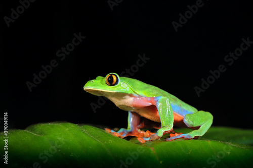 Agalychnis annae, Golden-eyed Tree Frog, green and blue frog on leave, Costa Rica. Wildlife scene from tropical jungle. Forest amphibian in nature habitat. Dark background. Night photography.