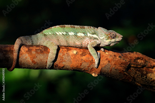 Furcifer pardalis, Panther chameleon sitting on the branch in forest habitat. Exotic beautiful endemic green reptile with long tail from Madagascar. Wildlife scene from nature. Female of chameleon.