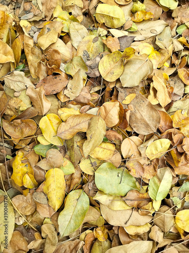 Debris from the dry leaves