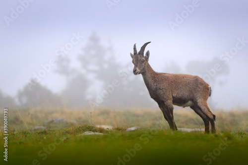Alpine Ibex, Capra ibex, with green vegetation, grass, National Park Gran Paradiso, Italy. Autumn landscape wildlife scene with beautiful animal. Mountain mammal in Alp habitat.