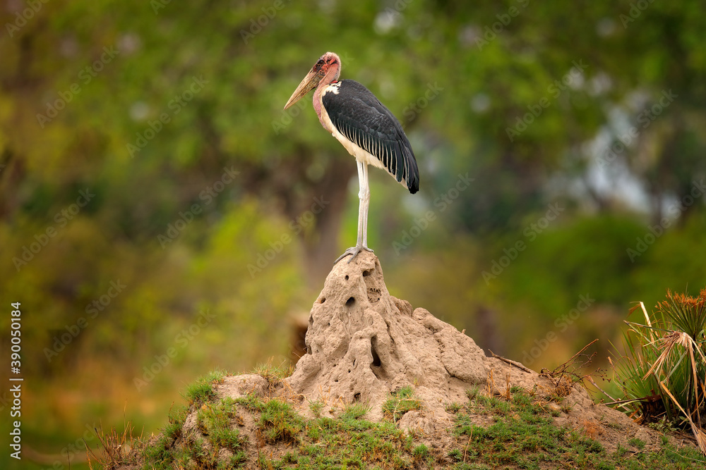 Foto de Marabou stork, Leptoptilos crumenifer, evening light, Okavango