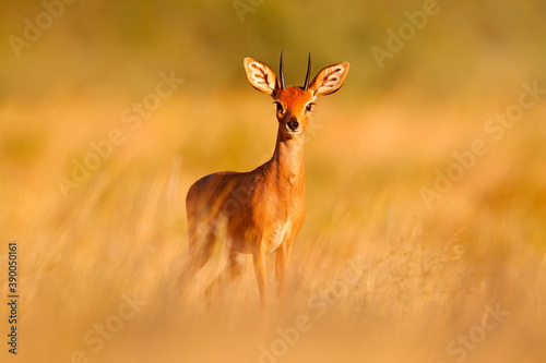 Steenbok, Raphicerus campestris, sunset evening light, grassy nature habitat, Kgalagadi, Botswana.  Wildlife scene from nature. Animal on the meadow. Deer in the wild Africa. © ondrejprosicky