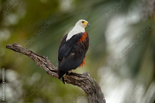 African Fish-eagle, Haliaeetus vocifer, brown bird with white head. Eagle sitting on the top of the tree. Wildlife scene from African nature, Zambia, Africa. © ondrejprosicky