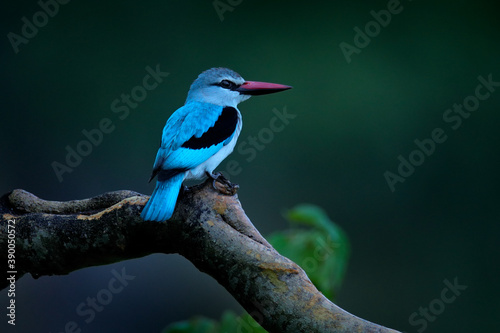 Amazon kingfisher, Chloroceryle amazona, catch shrimp near the water. Green and white bird sitting on the branch. Kingfisher in the nature habitat in Brazil. Bird with river fish.
