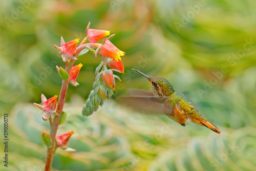 Hummingbird in blooming flowers. Scintillant Hummingbird  Selasphorus scintilla  tiny bird in the nature habitat. Smallest bird from Costa Rica flying next to beautiful orange flower  tropical forest.