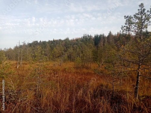 autumn forest in the morning