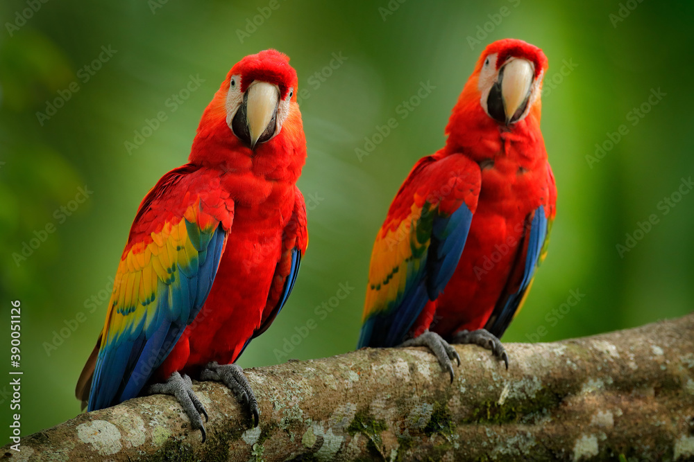 Red parrot pair Scarlet Macaw, Ara macao, bird sitting on the branch, Peru. Wildlife scene from tropical forest. Beautiful parrot on tree green tree in nature habitat. Bird love in jungle.