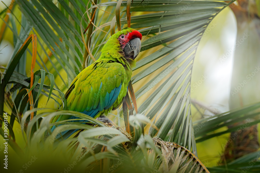 Obraz premium Green macaw on the palm tree in the natura habitat, Costa Rica. Ara ambigua, green parrot Great-Green Macaw on tree. Wild rare bird in the nature habitat, sitting on the branch in Costa Rica. Wildlife