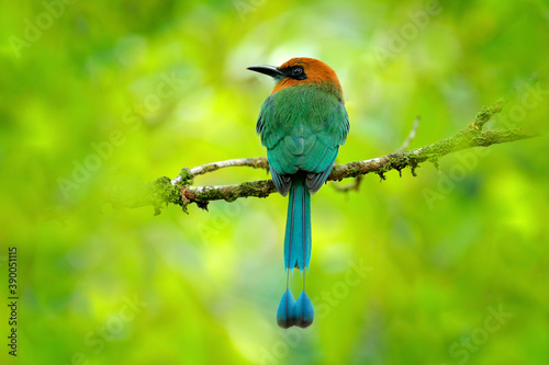 Broad-billed Motmot, Electron platyrhynchum, portrait of nice big bird in wild nature, beautiful coloured forest background, art view, Costa Rica. Bird with orange head. photo
