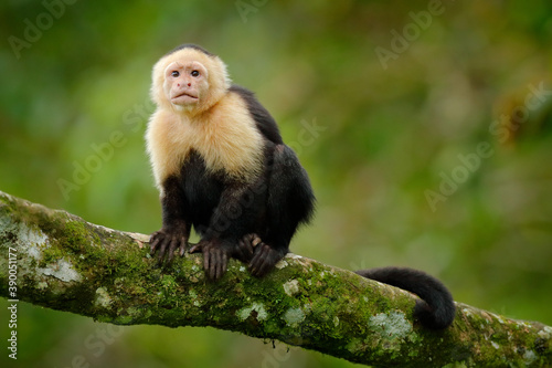 Costa Rica wild monkey. White-headed Capuchin, black monkey sitting and shake one's fist on tree branch in the dark tropical forest. Wildlife of Costa Rica. Travel holiday in Central America.