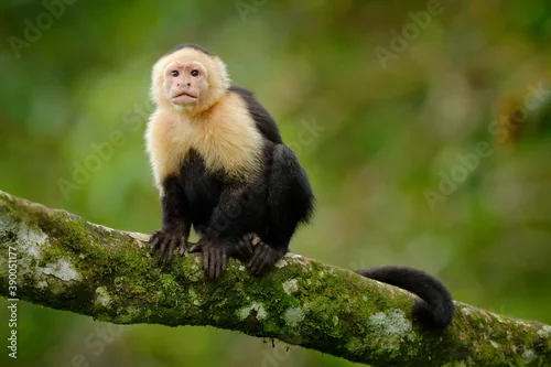 Fototapeta samoprzylepna Costa Rica wild monkey. White-headed Capuchin, black monkey sitting and shake one's fist on tree branch in the dark tropical forest. Wildlife of Costa Rica. Travel holiday in Central America.
