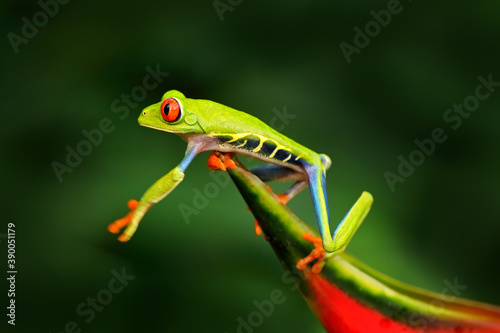 Beautiful amphibian in the night forest, exotic animal from America on red bloom of flower. Red-eyed Tree Frog, Agalychnis callidryas, animal with big red eyes, in the nature habitat, Costa Rica. © ondrejprosicky