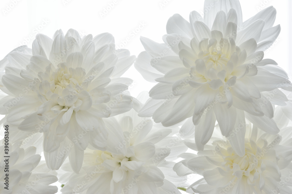 Fototapeta premium 白い菊