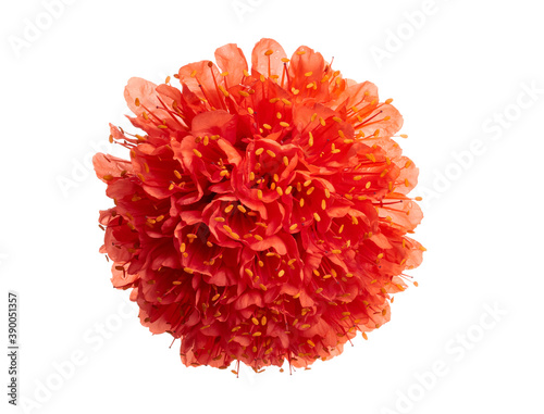 Brownea grandiceps, Rose of Venezuela flowers, Red flowers isolated on white background photo