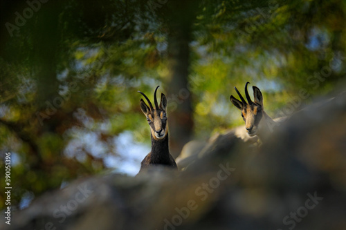 Chamois, Rupicapra rupicapra, on the rocky hill, forest in background, Studenec hill, Czech Republic. Wildlife scene with horn animal, Chamois. Forest landscape with chamois. photo