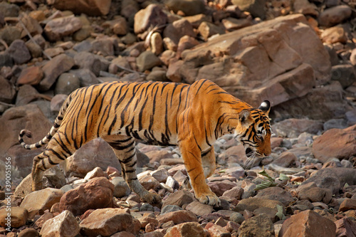 Indian tiger, wild animal in the nature habitat, Ranthambore NP, India. Big cat, endangered animal. End of dry season, beginning monsoon.