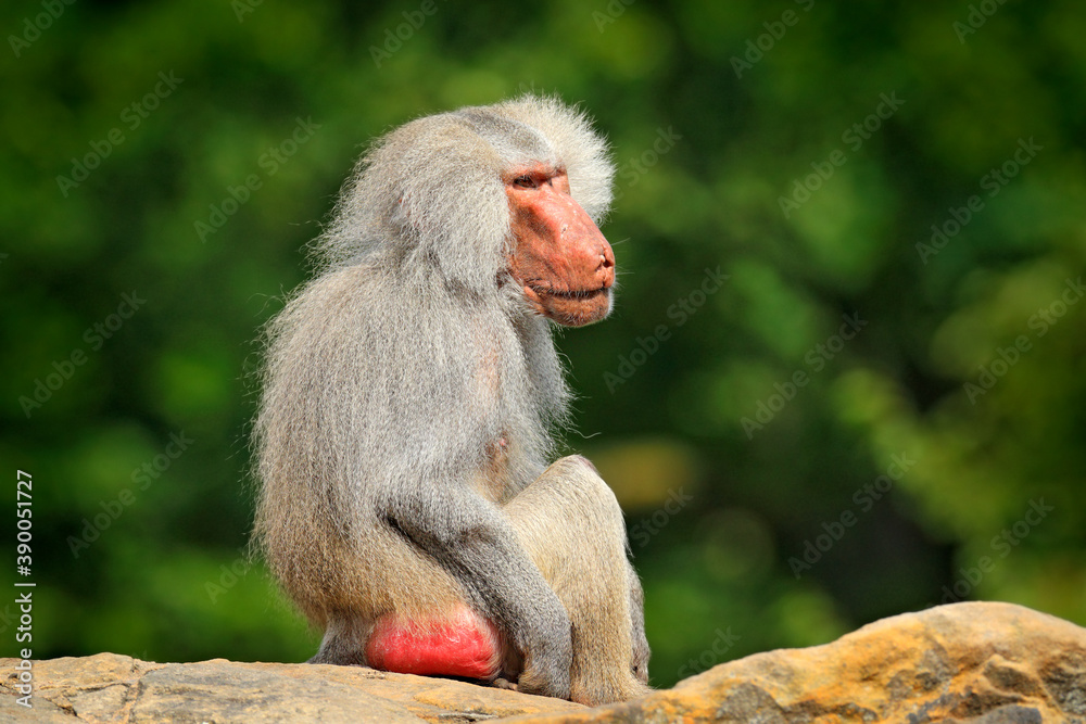 Naklejka premium Hamadryas baboon, Papio hamadryas, from Etiopia in Africa. Wild mammal in the nature habitat. Monkey feeding fruits in the green vegetation. Wildlife nature in central Africa.