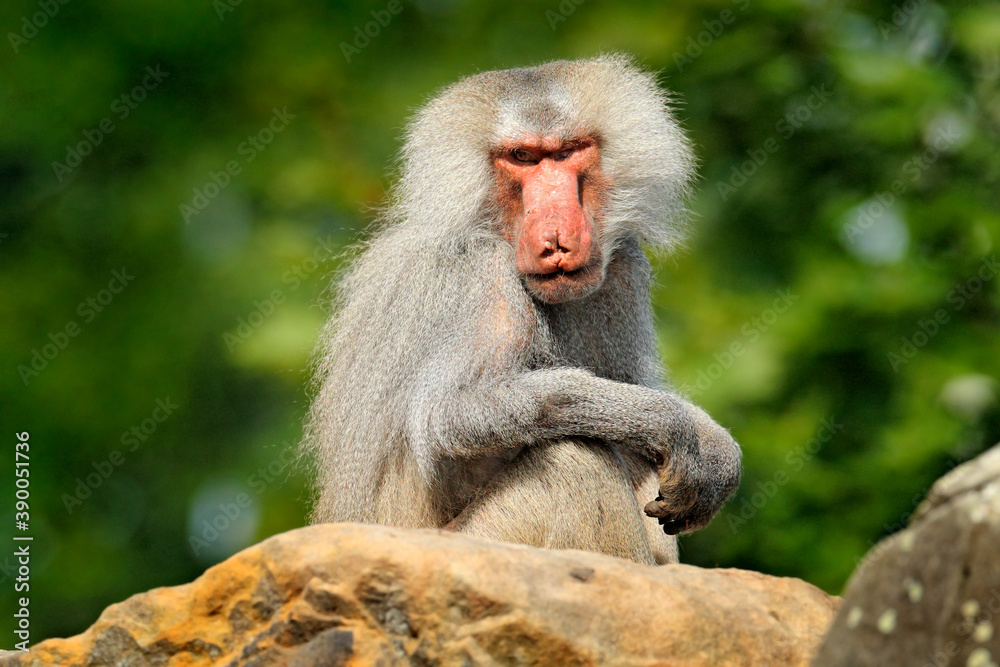 Hamadryas baboon, Papio hamadryas, from Etiopia in Africa. Wild mammal in the nature habitat. Monkey feeding fruits in the green vegetation. Wildlife nature in central Africa. Hamadryas baboon, Papio hamadryas, from Etiopia in Africa. Wild mammal in the nature habitat. Monkey feeding fruits in the green vegetation. Wildlife nature in central Africa.